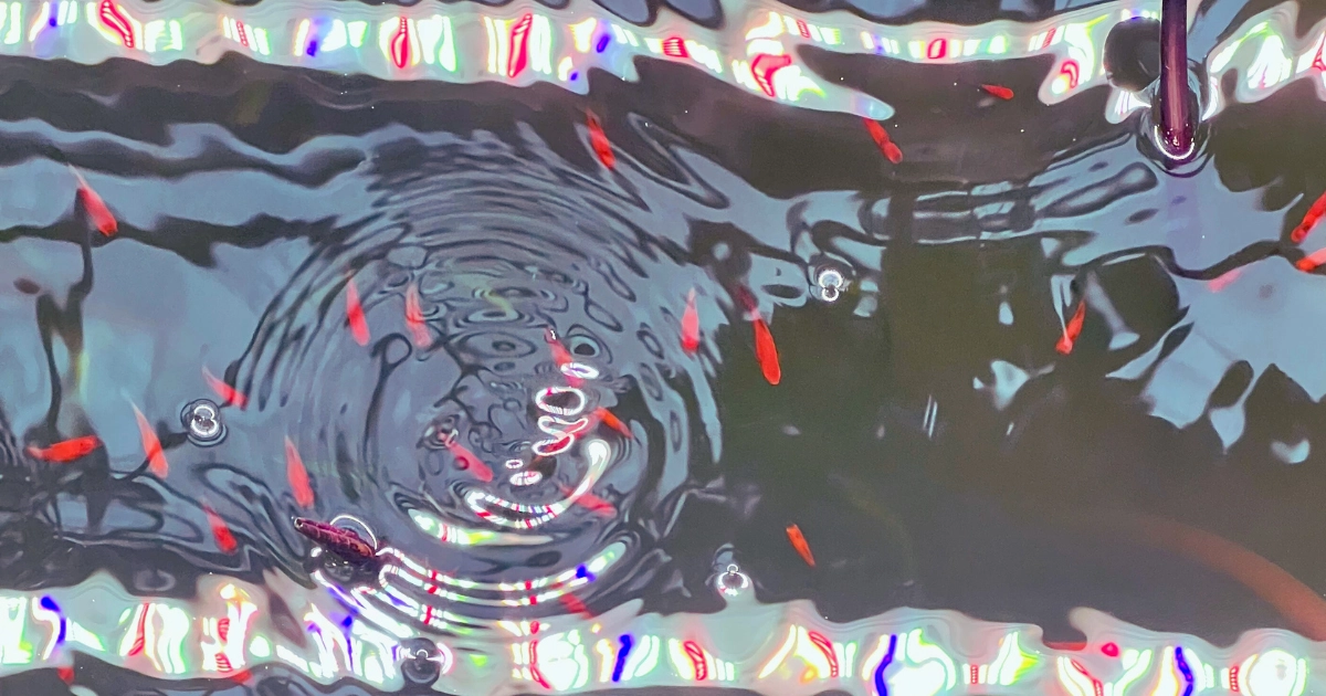 Interview with Stephen Kinkaid from Big Wet Fish
