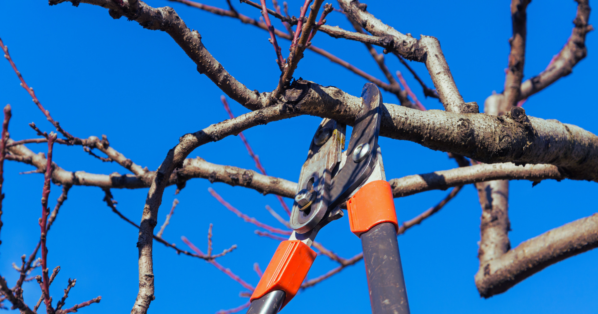 Quickly tidy up old git branches