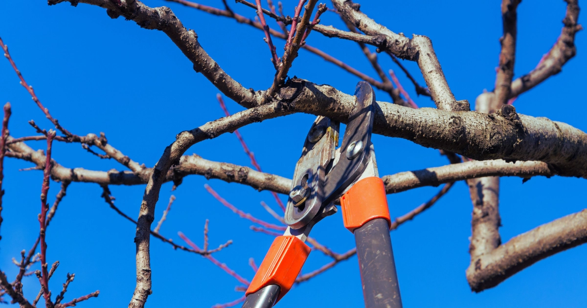 Quickly tidy up old git branches