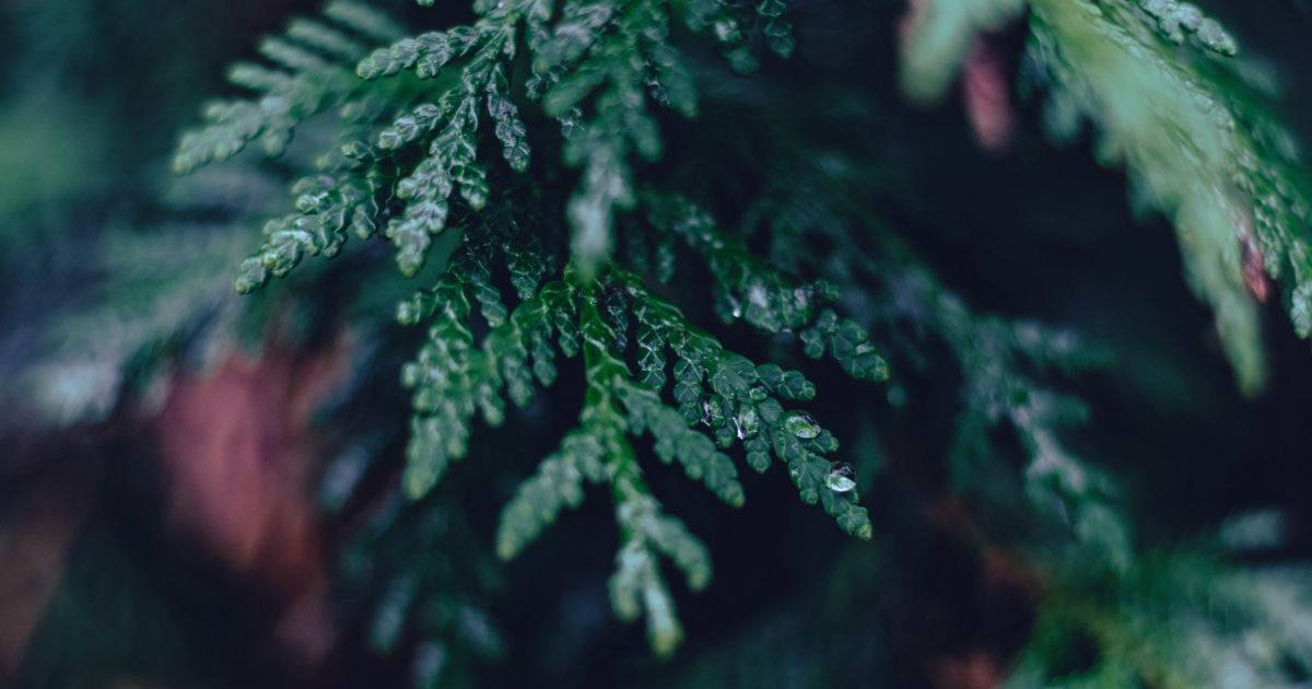 Problems with Evergreen Content