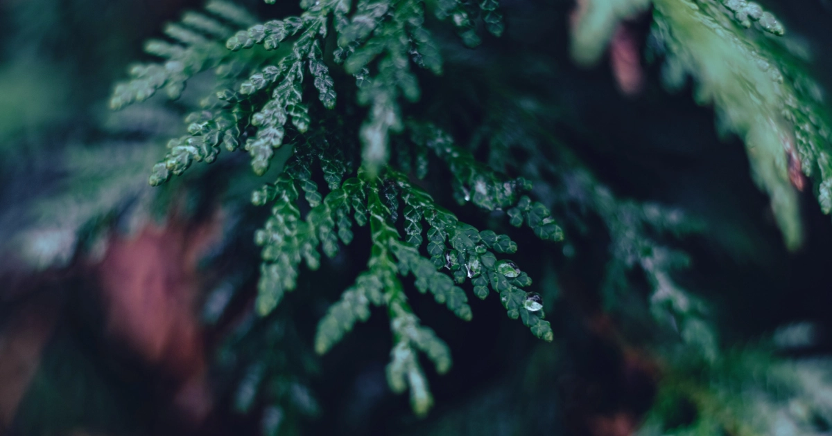 Problems with Evergreen Content