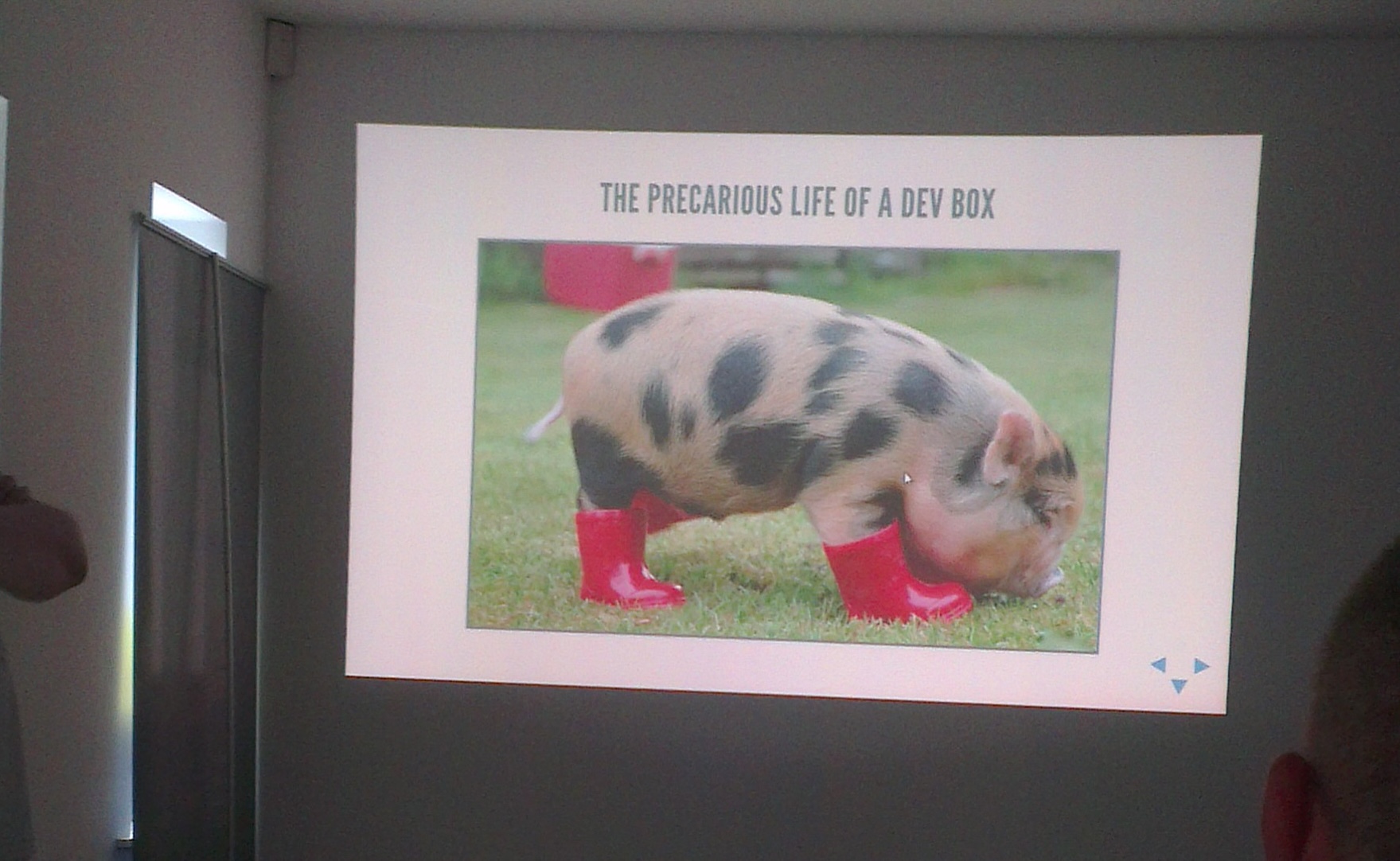 a pig