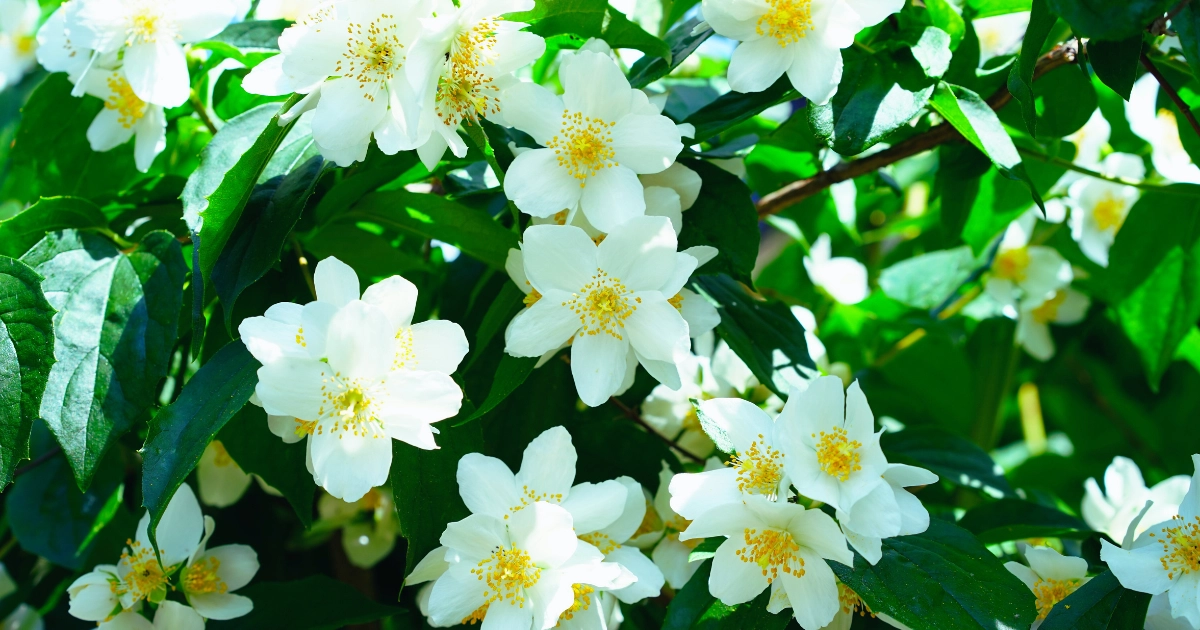 Using Loops in Jasmine