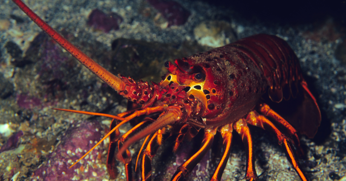 Review: CodeLobster