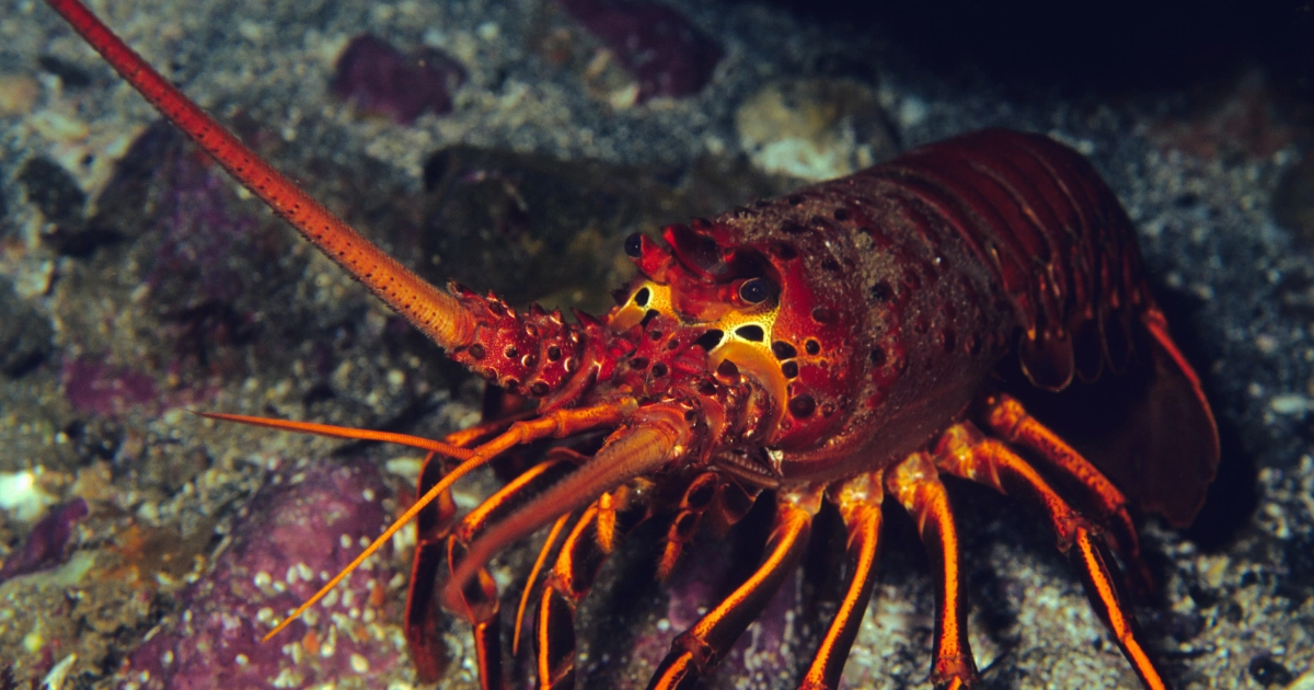 Review: CodeLobster