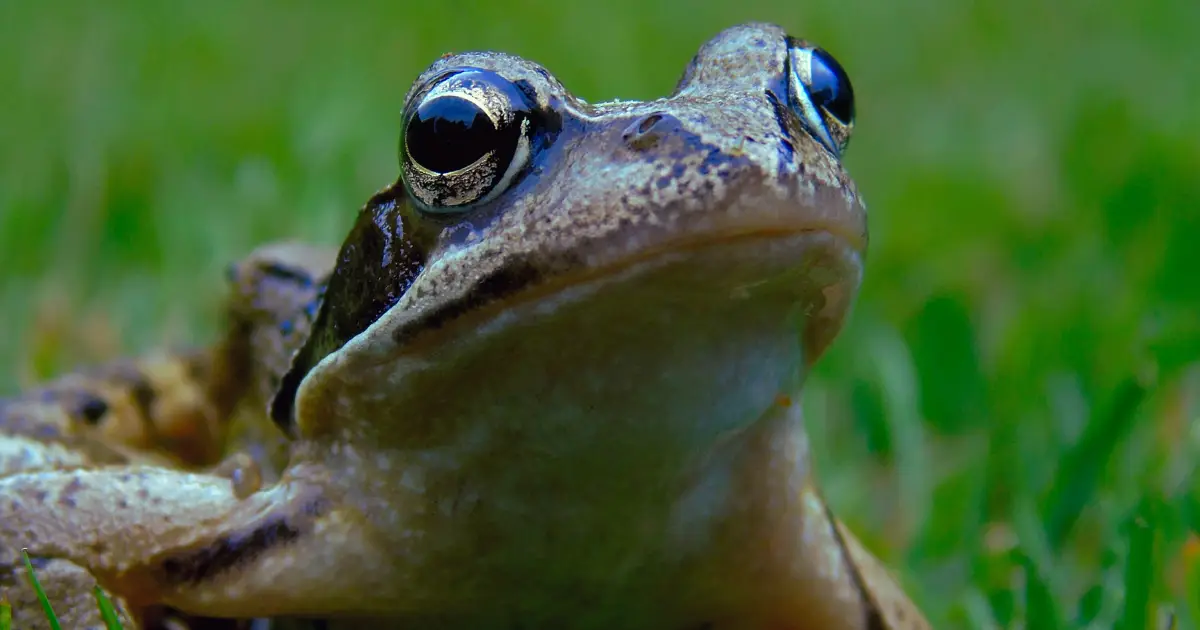 You can now scan Irish text with Screaming Frog